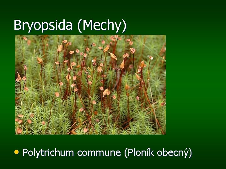 Bryopsida (Mechy) • Polytrichum commune (Ploník obecný) 