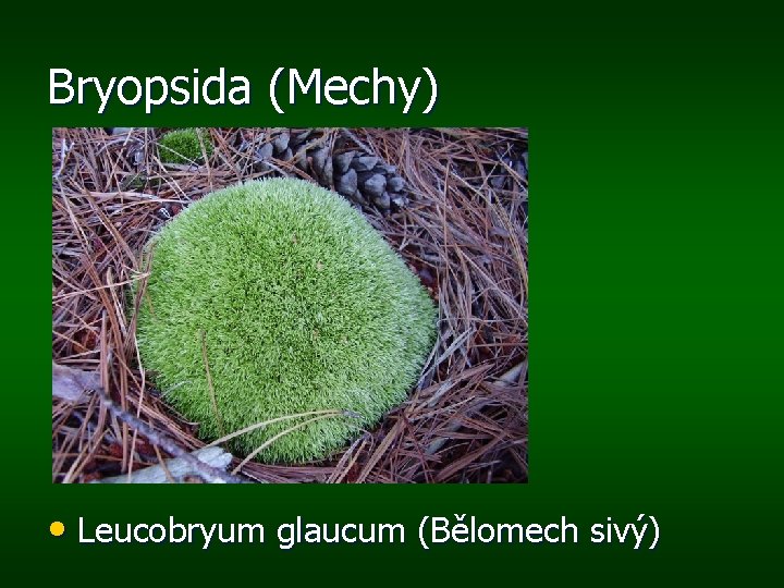Bryopsida (Mechy) • Leucobryum glaucum (Bělomech sivý) 