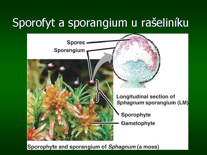 Sporofyt a sporangium u rašeliníku 