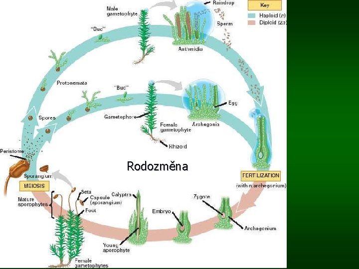 Rodozměna 