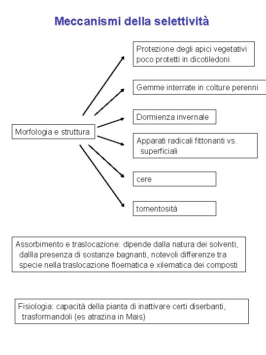 Meccanismi della selettività Protezione degli apici vegetativi poco protetti in dicotiledoni Gemme interrate in