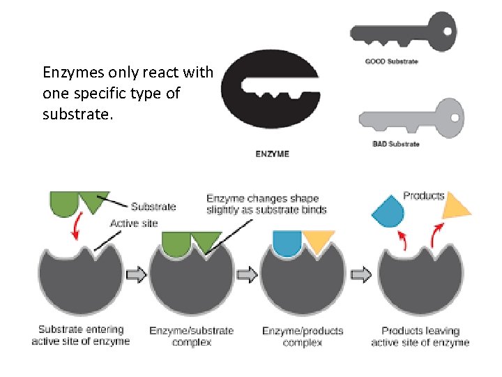 Enzymes only react with one specific type of substrate. 