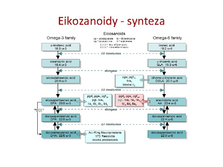 Eikozanoidy - synteza 