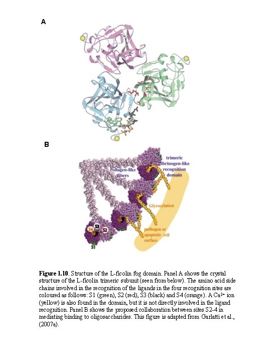 A B Figure 1. 10. Structure of the L-ficolin fbg domain. Panel A shows