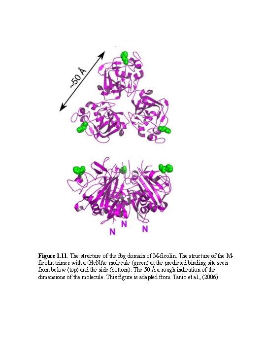 Figure 1. 11. The structure of the fbg domain of M-ficolin. The structure of