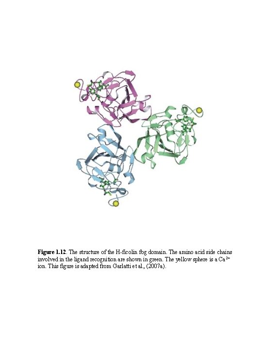 Figure 1. 12. The structure of the H-ficolin fbg domain. The amino acid side