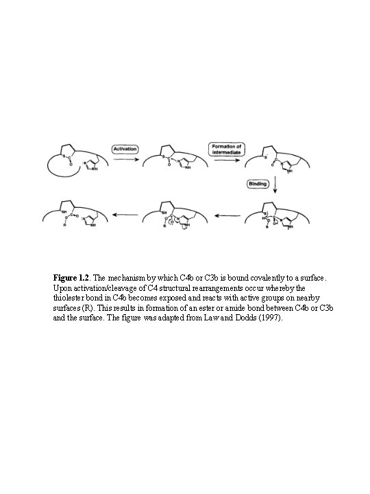 Figure 1. 2. The mechanism by which C 4 b or C 3 b