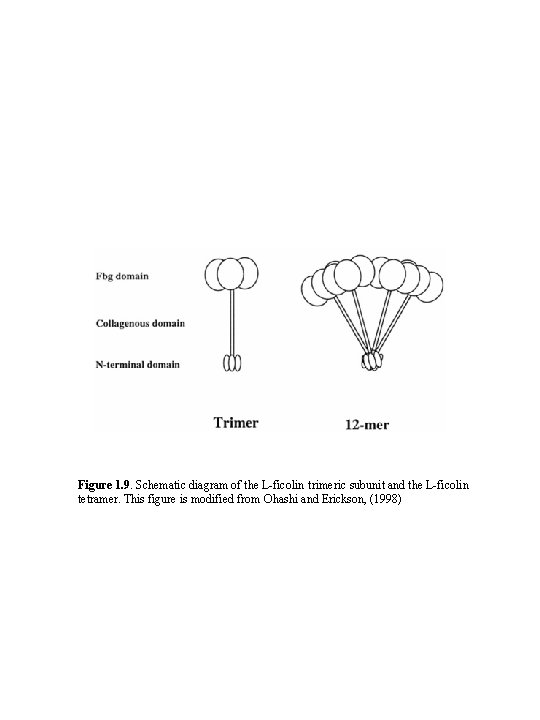 Figure 1. 9. Schematic diagram of the L-ficolin trimeric subunit and the L-ficolin tetramer.