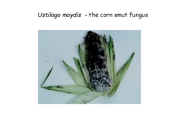 Ustilago maydis - the corn smut fungus 