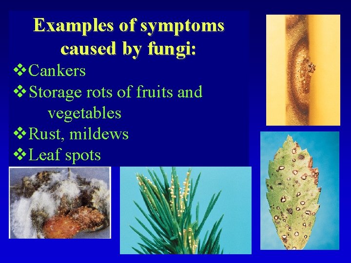 Examples of symptoms caused by fungi: v. Cankers v. Storage rots of fruits and