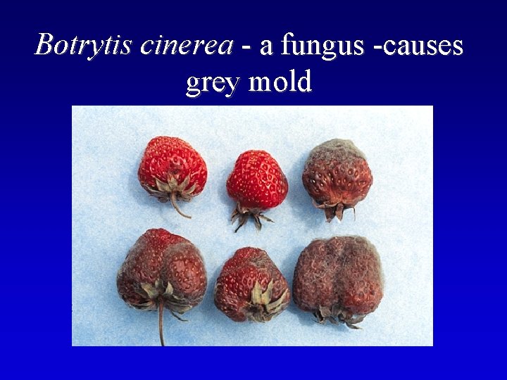 Botrytis cinerea - a fungus -causes grey mold 