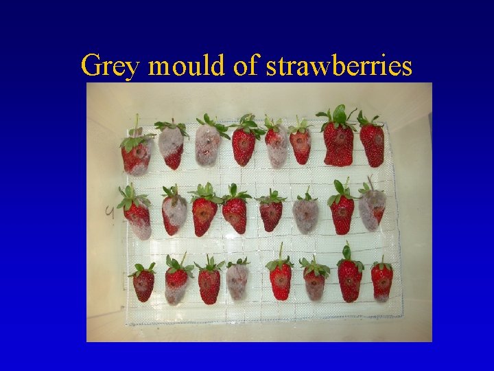 Grey mould of strawberries 