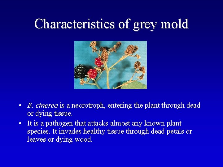 Characteristics of grey mold • B. cinerea is a necrotroph, entering the plant through