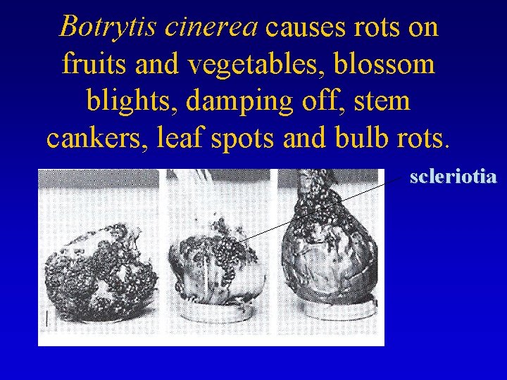 Botrytis cinerea causes rots on fruits and vegetables, blossom blights, damping off, stem cankers,