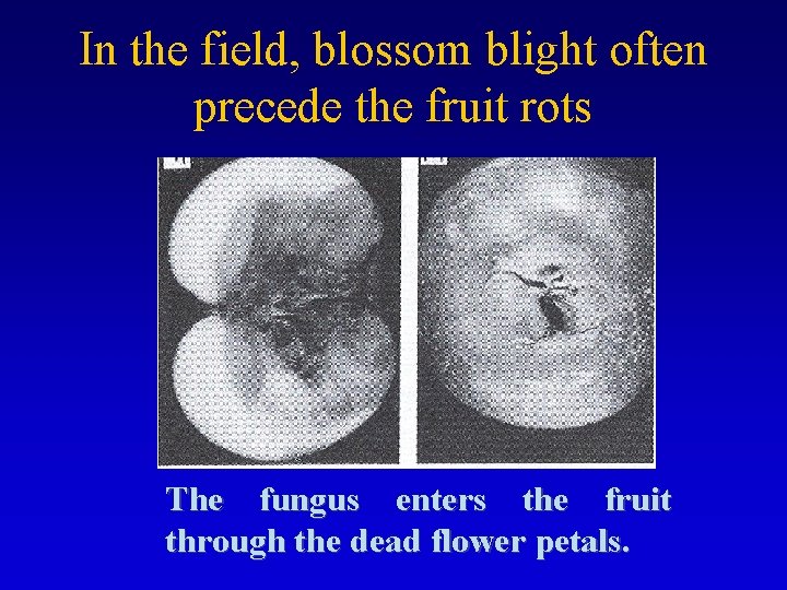 In the field, blossom blight often precede the fruit rots The fungus enters the