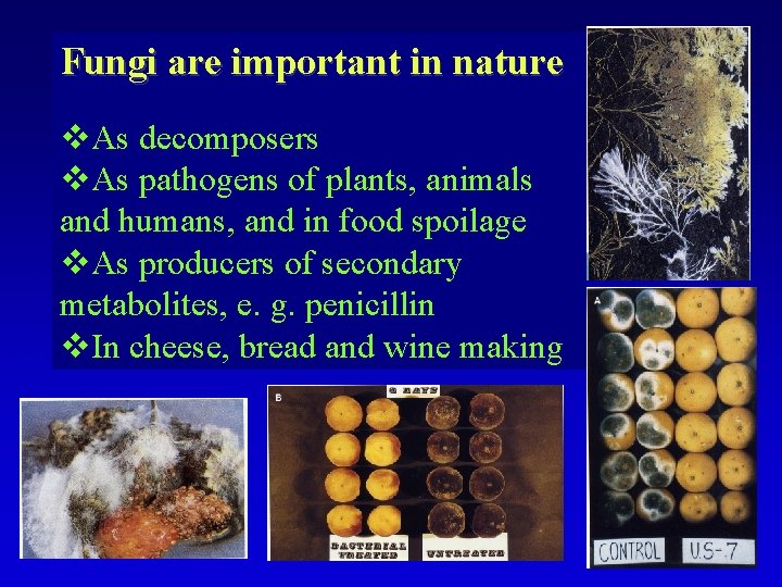 Fungi are important in nature v. As decomposers v. As pathogens of plants, animals