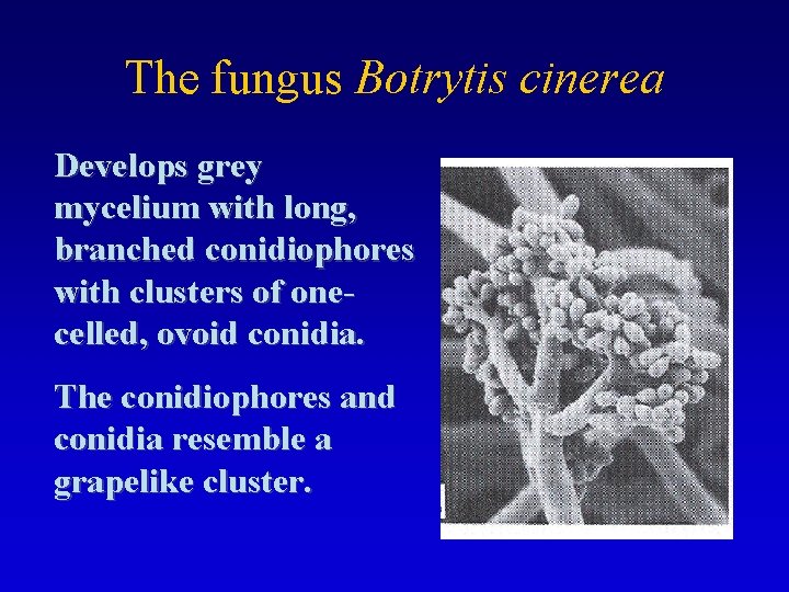 The fungus Botrytis cinerea Develops grey mycelium with long, branched conidiophores with clusters of