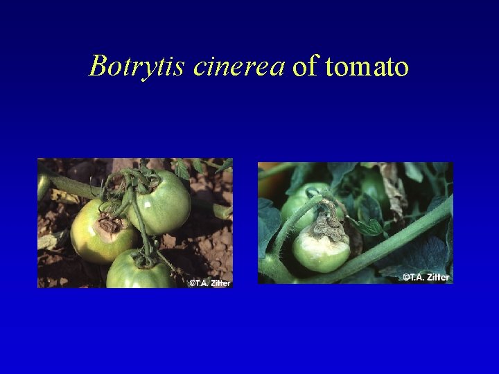 Botrytis cinerea of tomato 