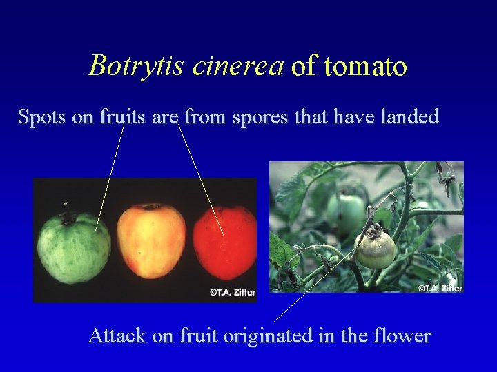 Botrytis cinerea of tomato Spots on fruits are from spores that have landed Attack