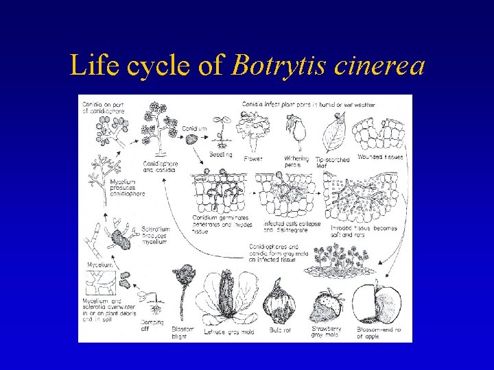 Life cycle of Botrytis cinerea 