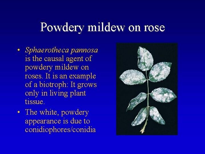 Powdery mildew on rose • Sphaerotheca pannosa is the causal agent of powdery mildew