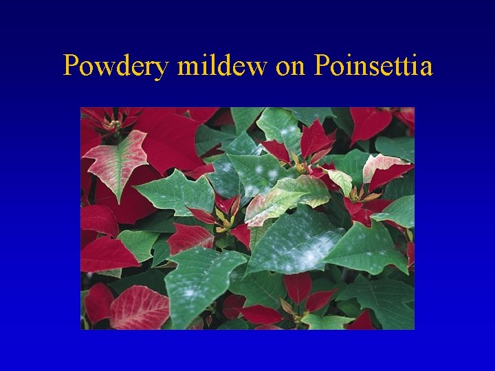 Powdery mildew on Poinsettia 