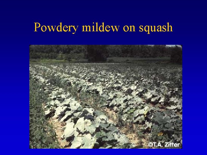 Powdery mildew on squash 