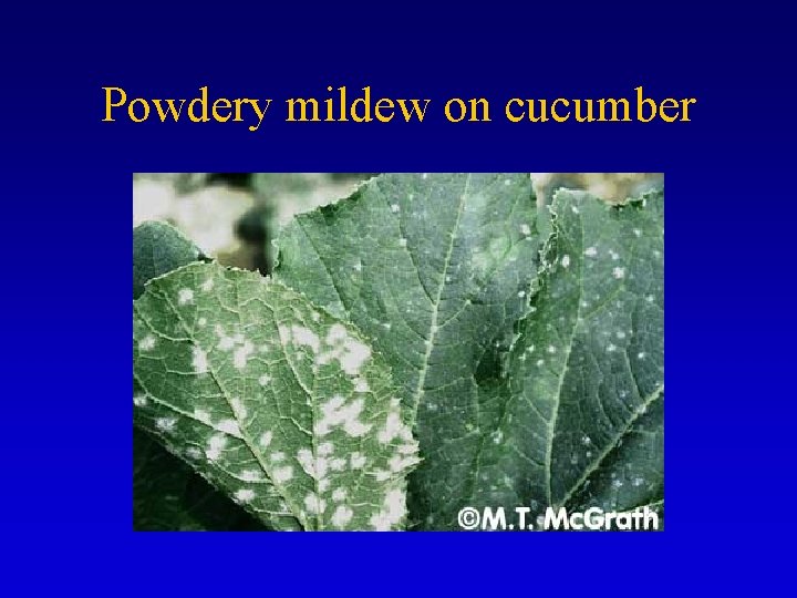 Powdery mildew on cucumber 