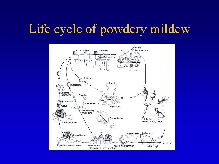 Life cycle of powdery mildew 