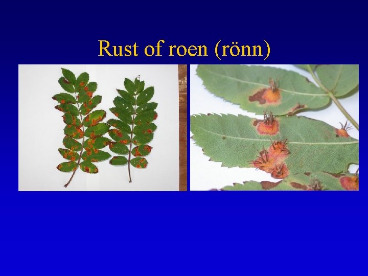 Rust of roen (rönn) 