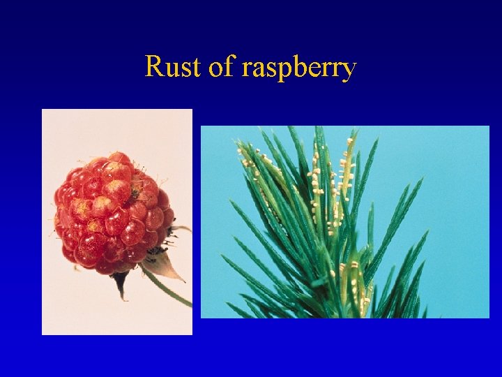 Rust of raspberry 