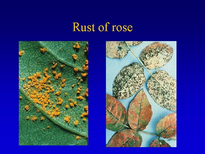 Rust of rose 