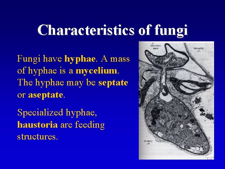 Characteristics of fungi Fungi have hyphae. A mass of hyphae is a mycelium. The