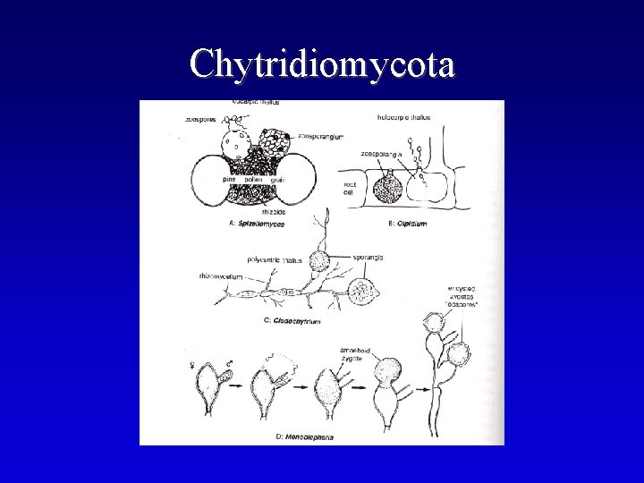 Chytridiomycota 