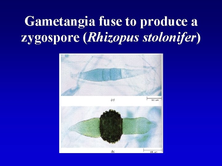 Gametangia fuse to produce a zygospore (Rhizopus stolonifer) 