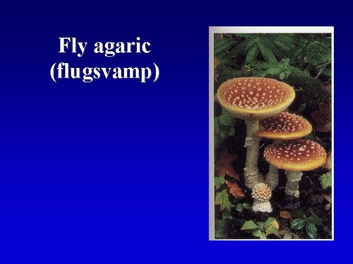 Fly agaric (flugsvamp) 