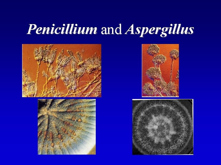 Penicillium and Aspergillus 