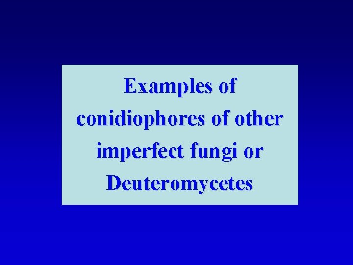 Examples of conidiophores of other imperfect fungi or Deuteromycetes 