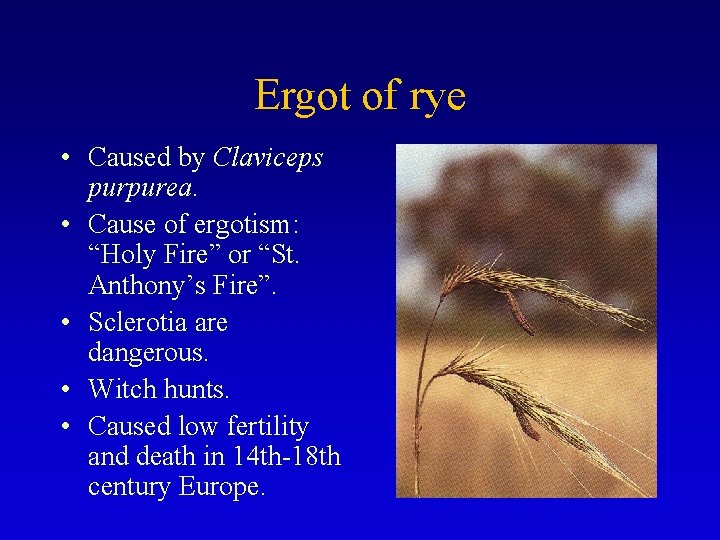 Ergot of rye • Caused by Claviceps purpurea. • Cause of ergotism: “Holy Fire”