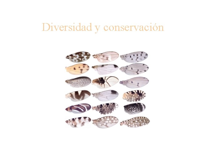 Diversidad y conservación Diversidad y conservación