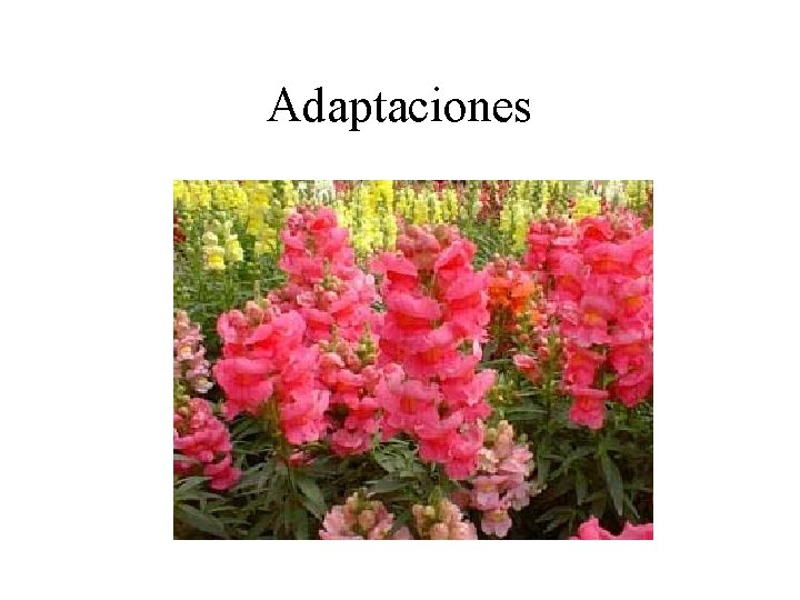 Adaptaciones Adaptaciones