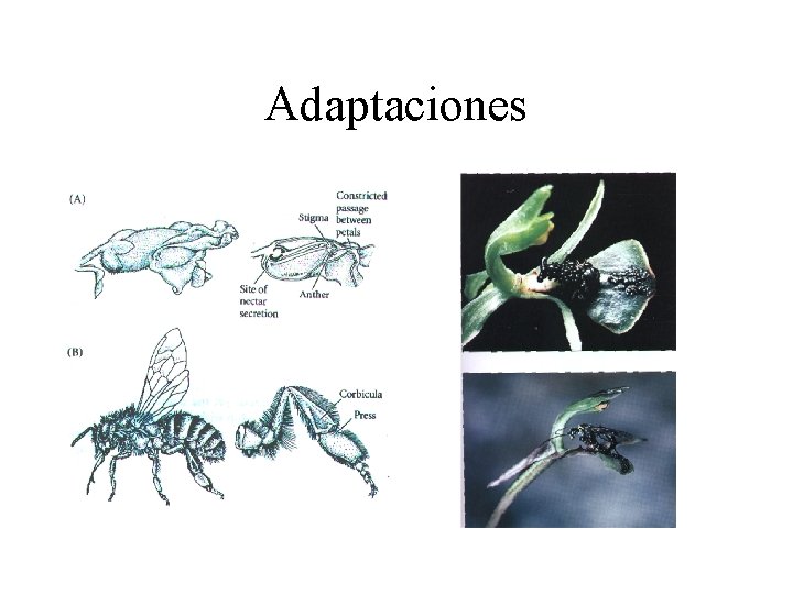 Adaptaciones Adaptaciones