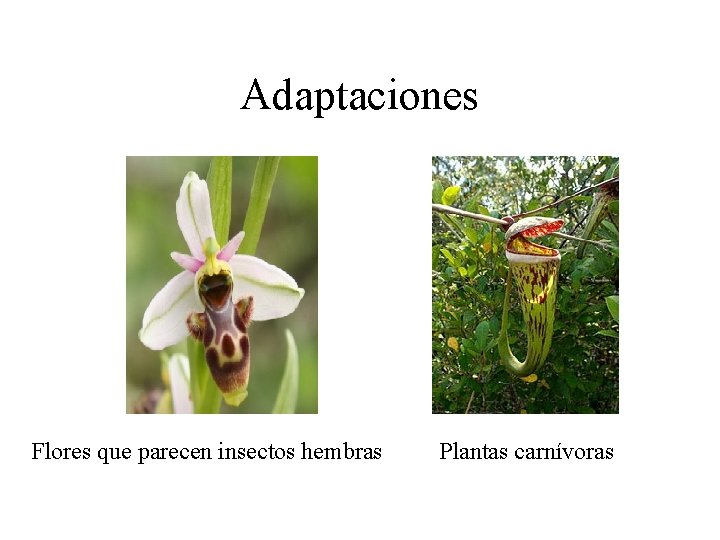 Adaptaciones Flores que parecen insectos hembras Plantas carnívoras Adaptaciones Flores que parecen insectos hembras Plantas carnívoras