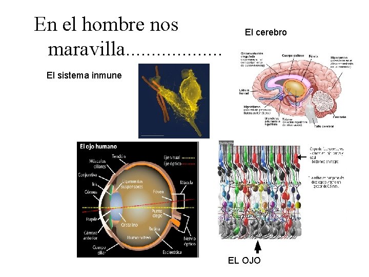En el hombre nos maravilla. . . . . El cerebro El sistema inmune En el hombre nos maravilla. . . . . El cerebro El sistema inmune