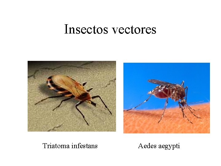 Insectos vectores Triatoma infestans Aedes aegypti Insectos vectores Triatoma infestans Aedes aegypti