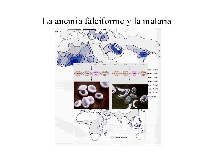 La anemia falciforme y la malaria La anemia falciforme y la malaria