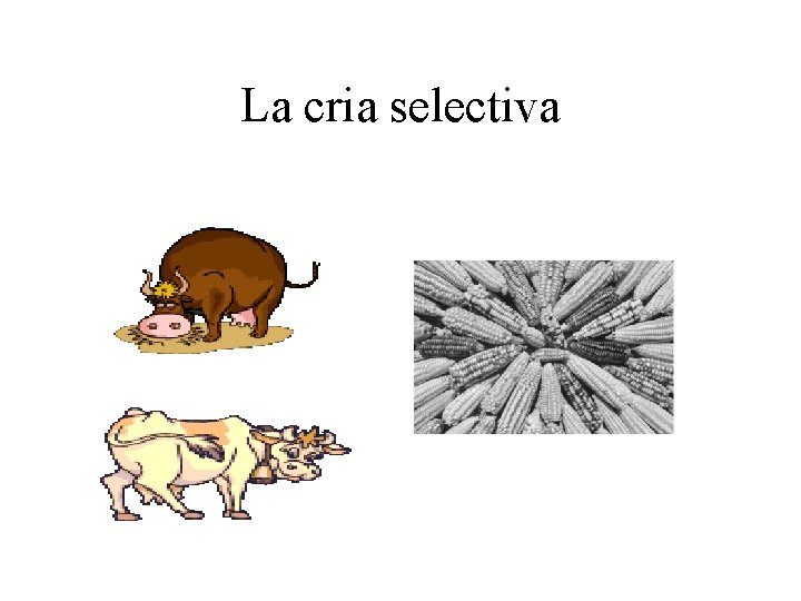 La cria selectiva La cria selectiva