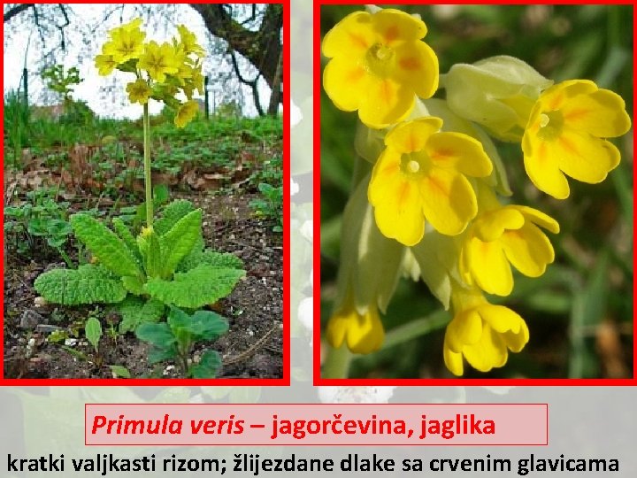 Primula veris – jagorčevina, jaglika kratki valjkasti rizom; žlijezdane dlake sa crvenim glavicama 