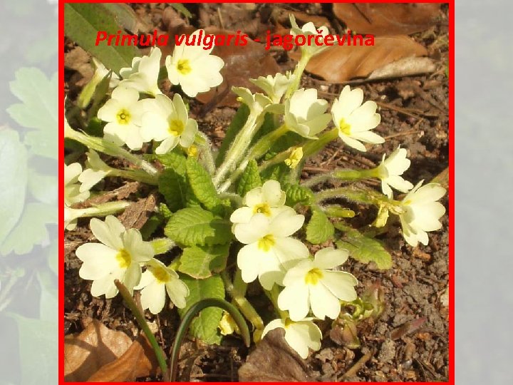 Primula vulgaris - jagorčevina 