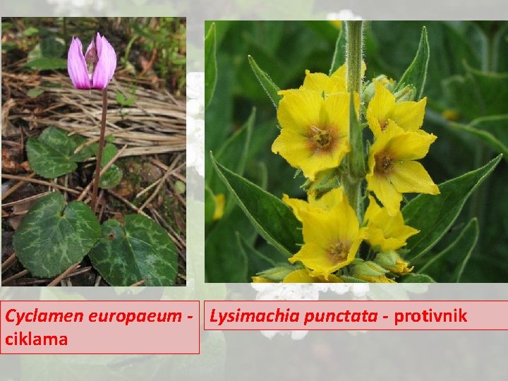 Cyclamen europaeum - Lysimachia punctata - protivnik ciklama 